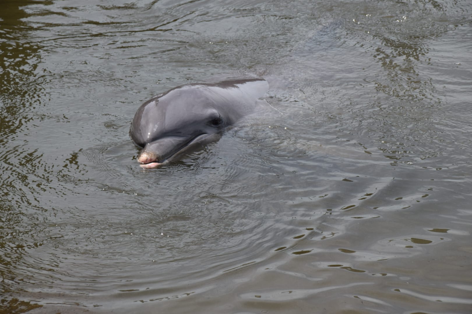 Marathon  - Dolphin Research Center