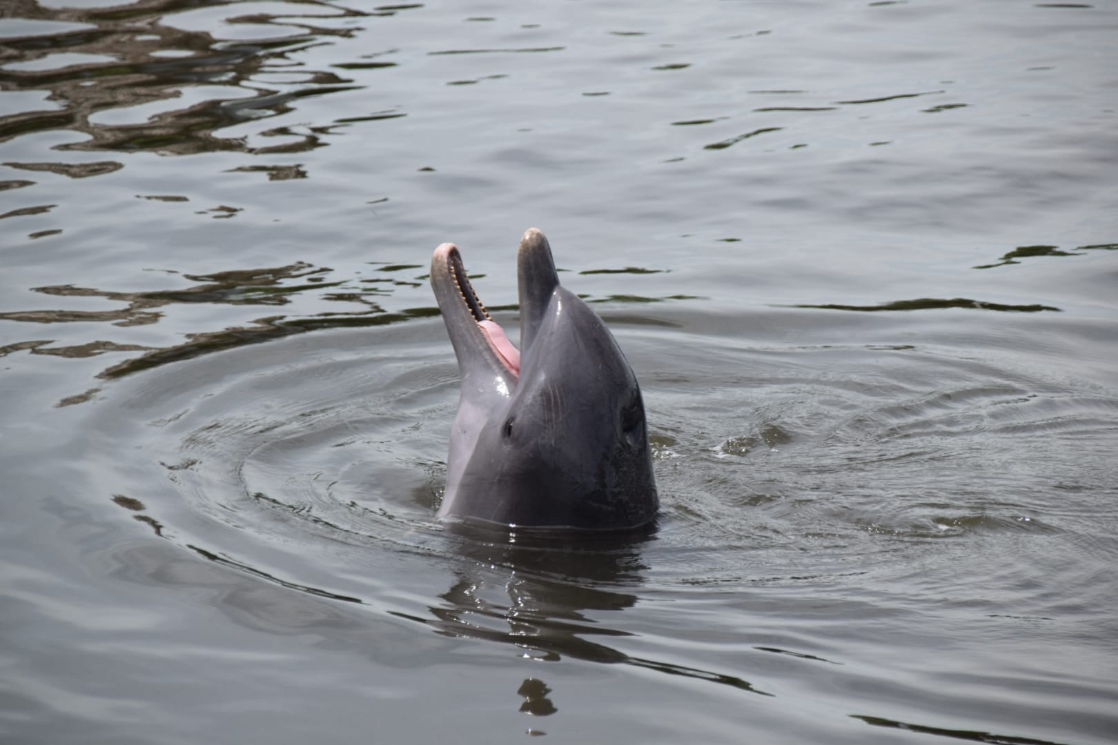 Marathon  - Dolphin Research Center