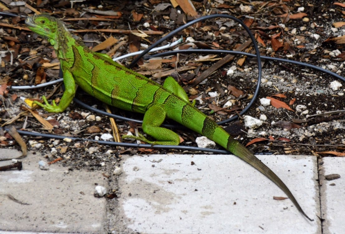 Marathon  - Dolphin Research Center
