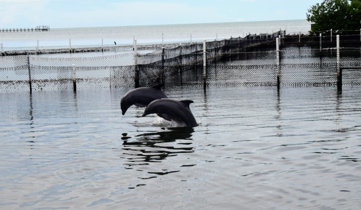 Marathon  - Dolphin Research Center