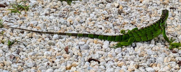 Marathon  - Dolphin Research Center
