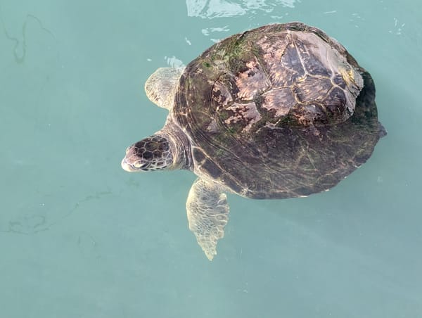 Marathon - Turtle Hospital